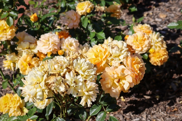 Gelbe Bodendeckerrosen im Garten
