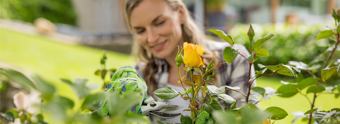 Frau schneidet gelbe Rosen zur Pflege