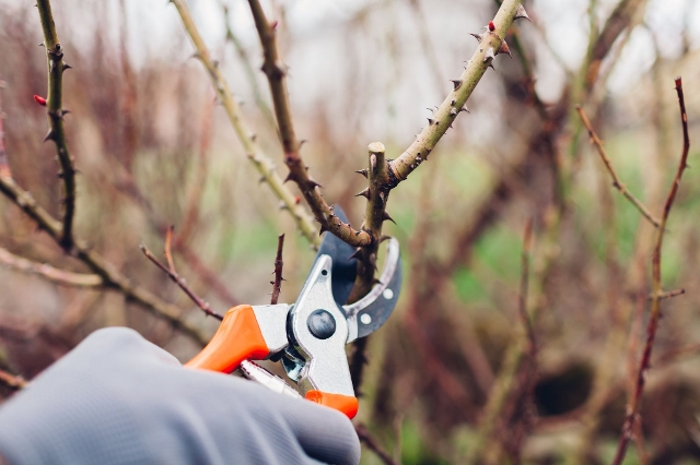 Rosen richtig schneiden mit Gartenschere