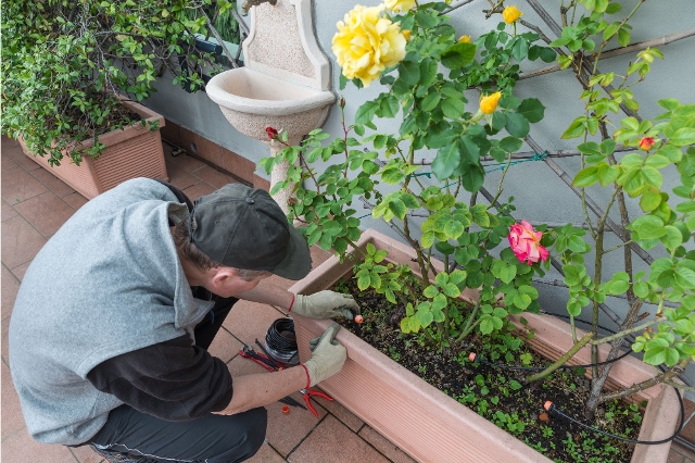 Mann arbeitet am Rosenblumentopf
