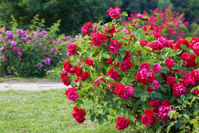 Rote Buschrosen im Gartenbeet