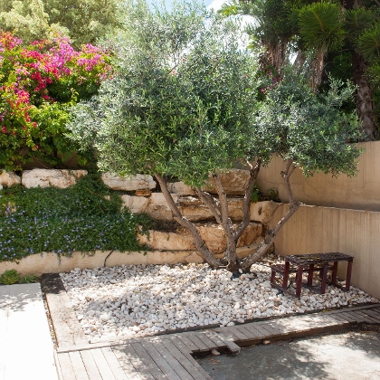 Mediterrane Pflanzen für Garten & Terrasse: Tipps, Auswahl & Pflege