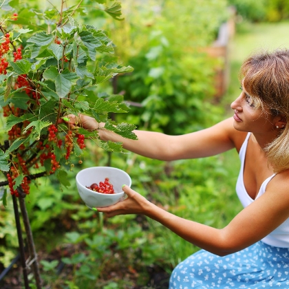 Naschgarten anlegen – Ideen & Tipps für köstliches Obst, Gemüse u.v.m.