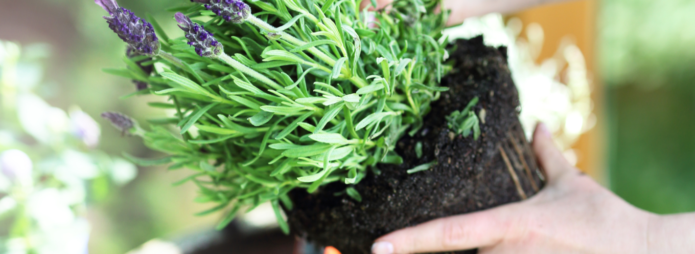 Lavendel in einem Topf einpflanzen