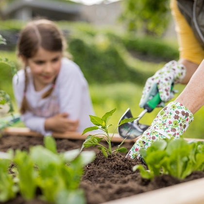 Gemüse veredeln: Tipps für kräftigere Pflanzen und reiche Ernten