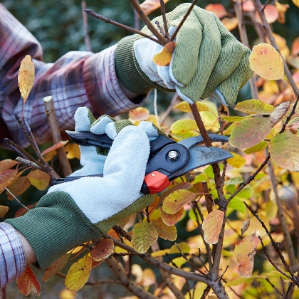 Herbstschnitt im Garten