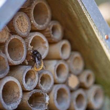 Insektenhotel bauen: So schaffen Sie ein Zuhause für Wildbienen & Co.
