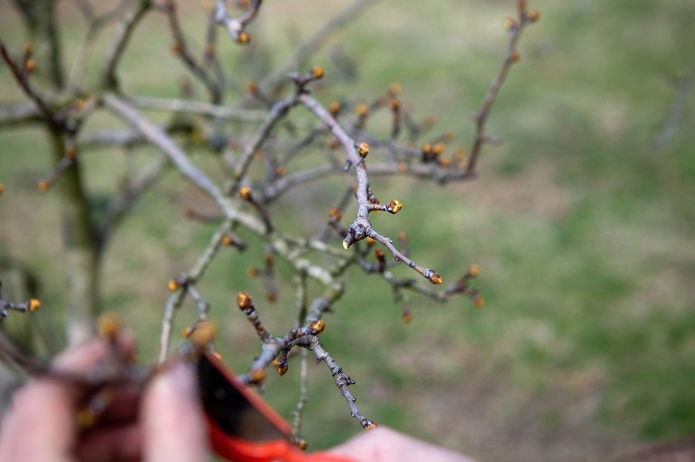 Person schneidet Obstbaum im Frühling