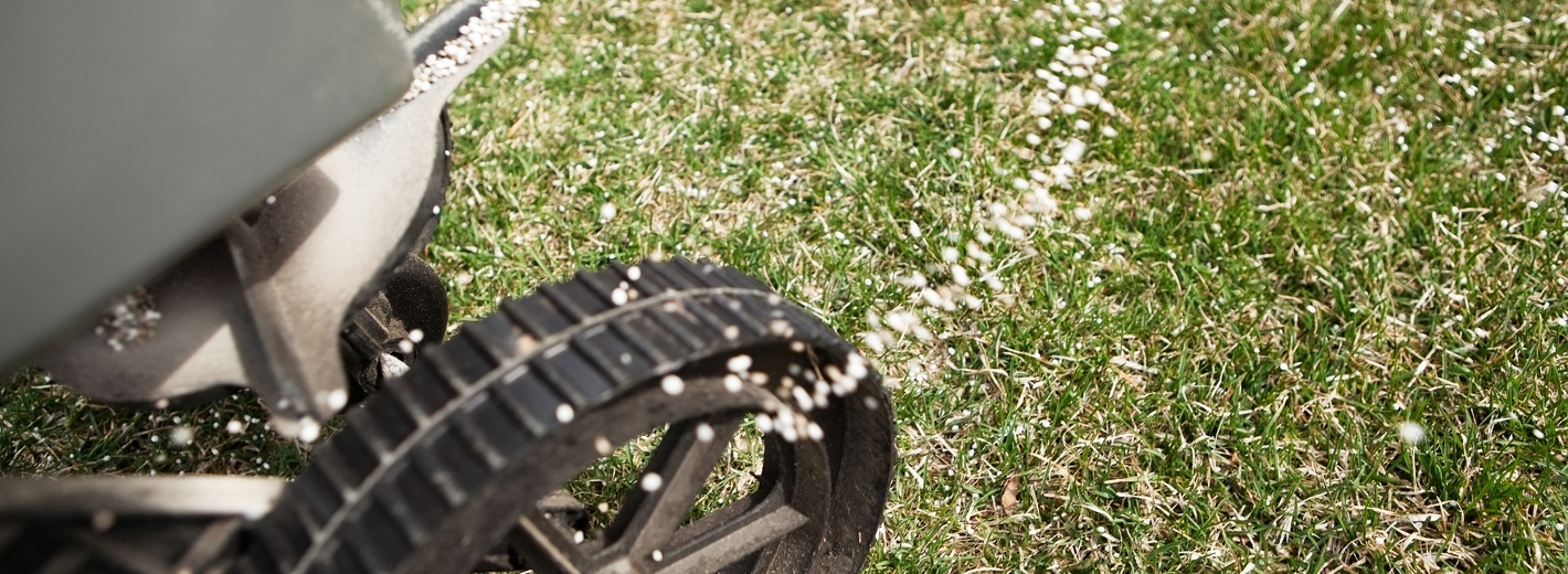 Rasen wird im Frühjahr gedüngt