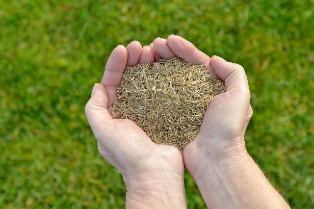 Person hält Rasensamen zum Aussäen in der Hand