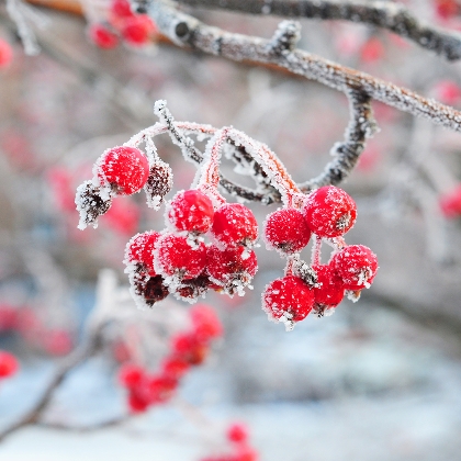 Was tun bei Schnee im Garten und am Grundstück?