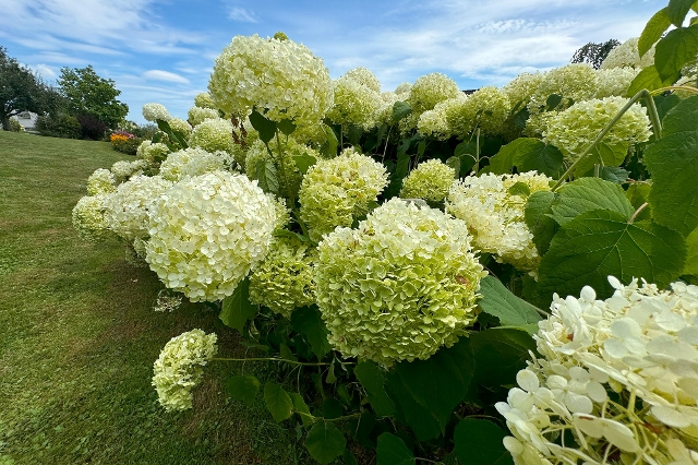 Lagerhaus Gartenstory Helenes Hortensien