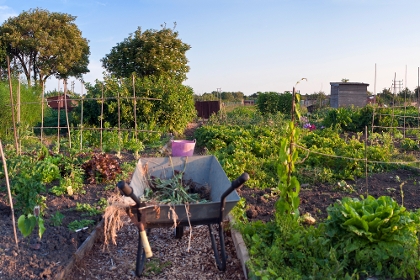 Selbstversorgergarten