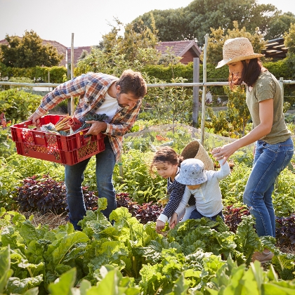 Familie erntet Gemüse im Garten