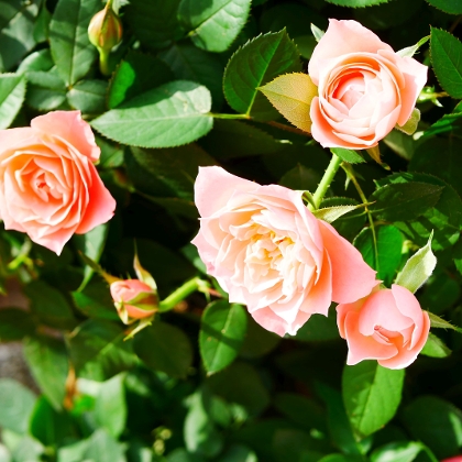 Blühende Rosen