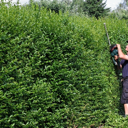 Gärtner schneidet Hecke