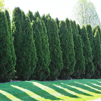 Eine Hecke aus Thujen