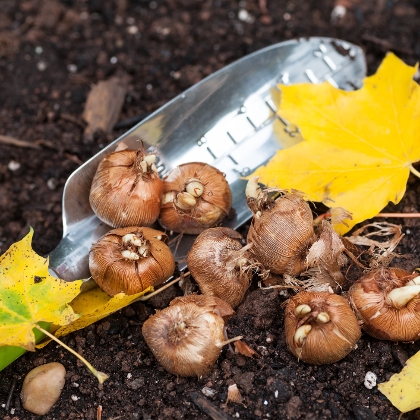 Blumenzwiebel im Herbst pflanzen