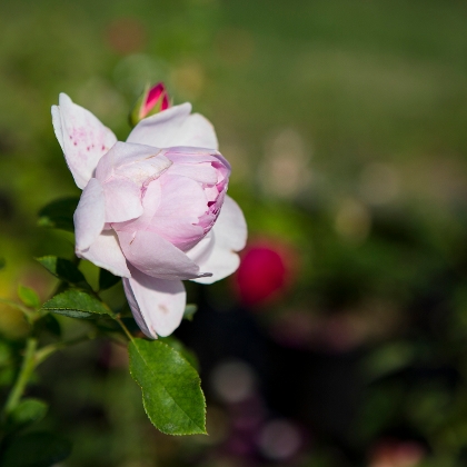 Hellrosa Rose blüht im Garten