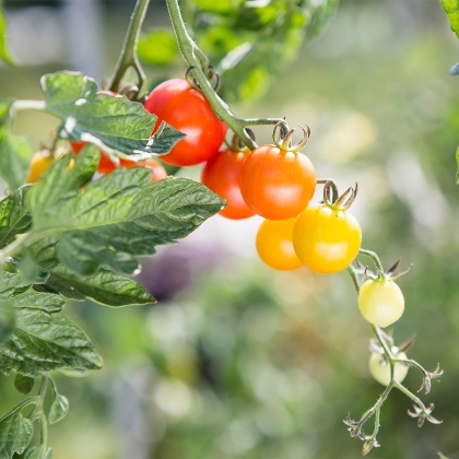 Tomaten