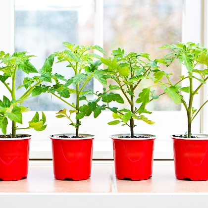 Tomatensetzlinge