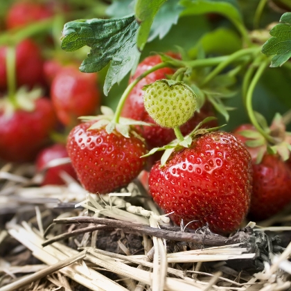 Erdbeeren
