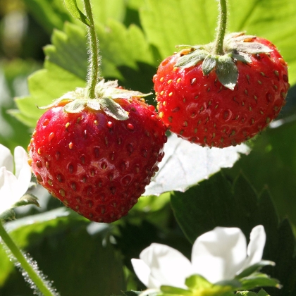 Erbeeren