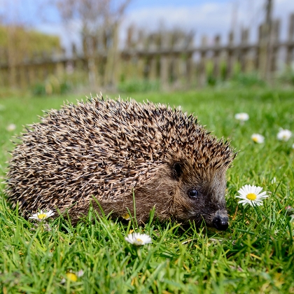 Igel auf der Frühlingswiese