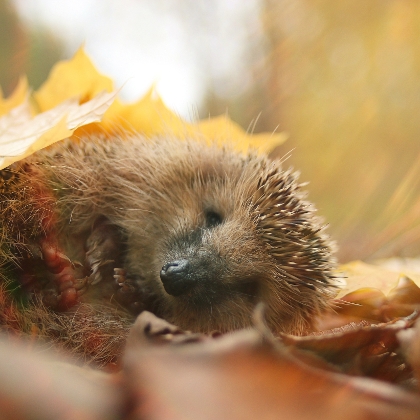 Igel im Laub
