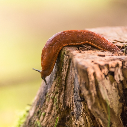 Nacktschnecke