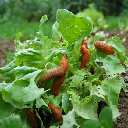 Nacktschnecken in Salat