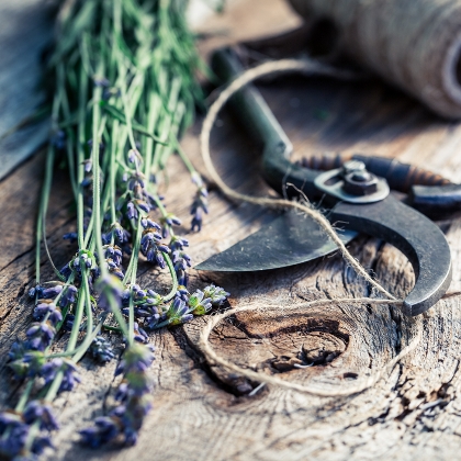 Lavendel