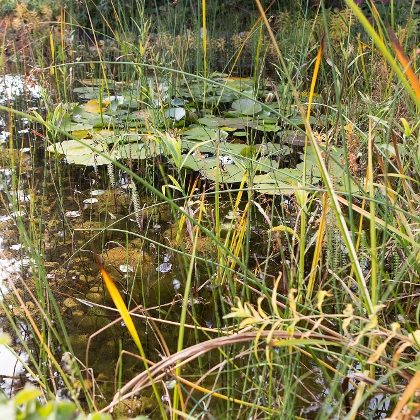 Gartenteich