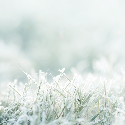 Frost auf Gras
