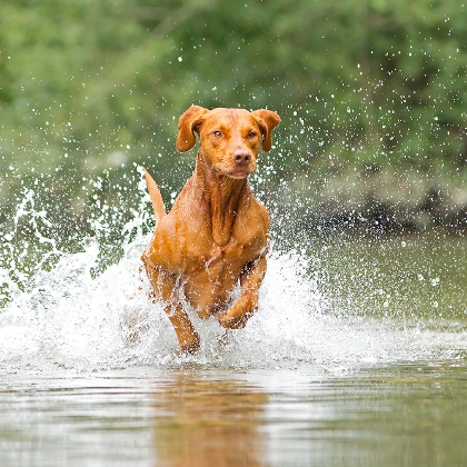 Hund läuft durchs Wasser