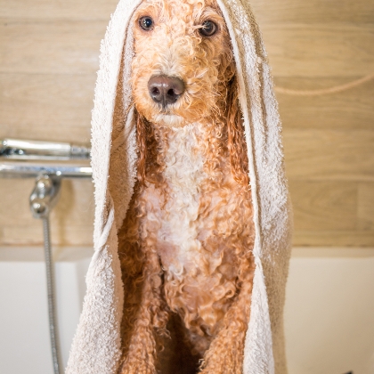 Hund mit Handtuch