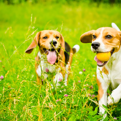 Hunde beim Spielen