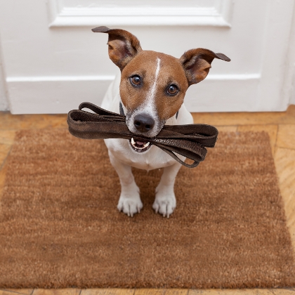 Hund hält Leine im Maul