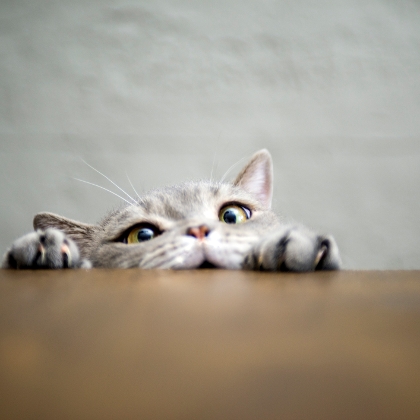 Neugierige Katze