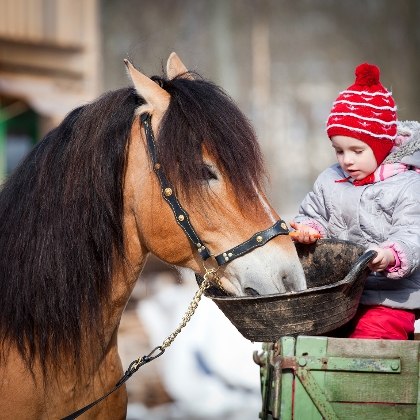Kind füttert Pferd