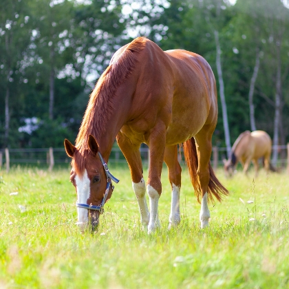 Pferd grast