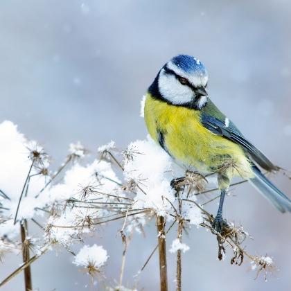 Blaumeise im Winter