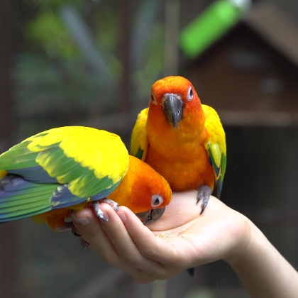 Papageien sitzen auf Hand und fressen