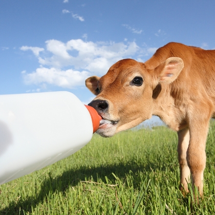 Kalb mit Flasche gefüttert
