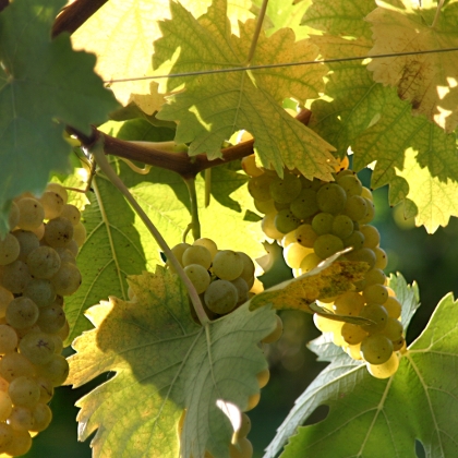 Weinblätter und Weintrauben